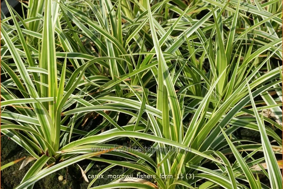 Carex morrowii 'Fisher's Form'