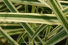 Carex morrowii 'Goldband'