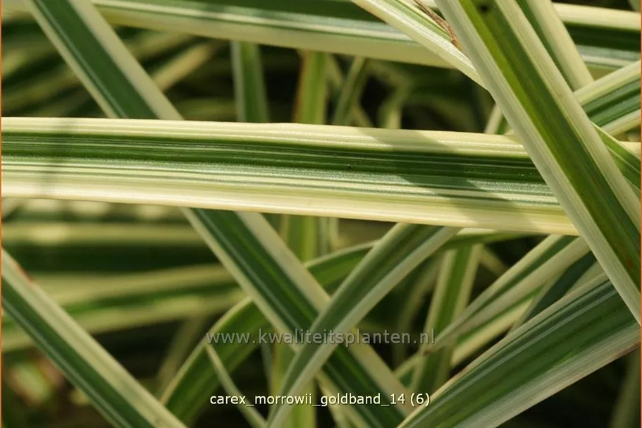 Carex morrowii 'Goldband'