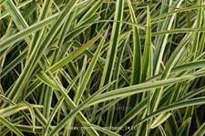 Carex morrowii 'Goldband'