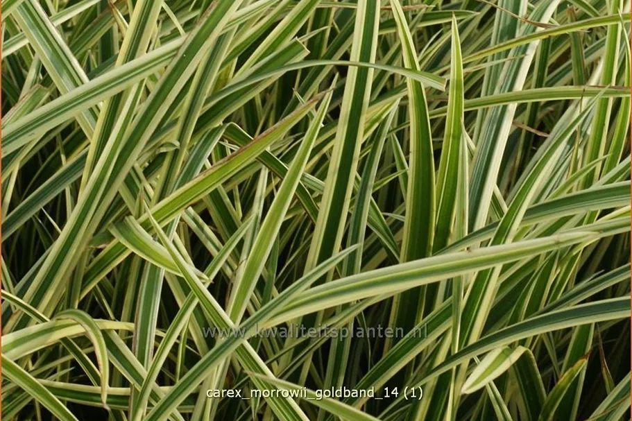 Carex morrowii 'Goldband'