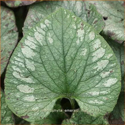 Brunnera macrophylla 'Emerald Mist'