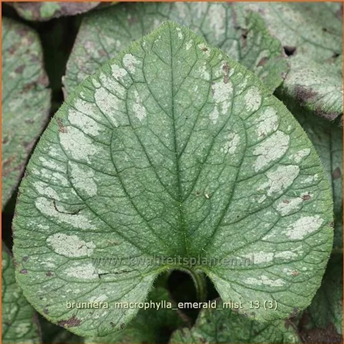 Brunnera macrophylla 'Emerald Mist'