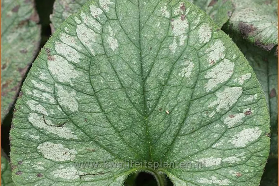 Brunnera macrophylla 'Emerald Mist'