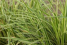 Carex morrowii 'Goldband'