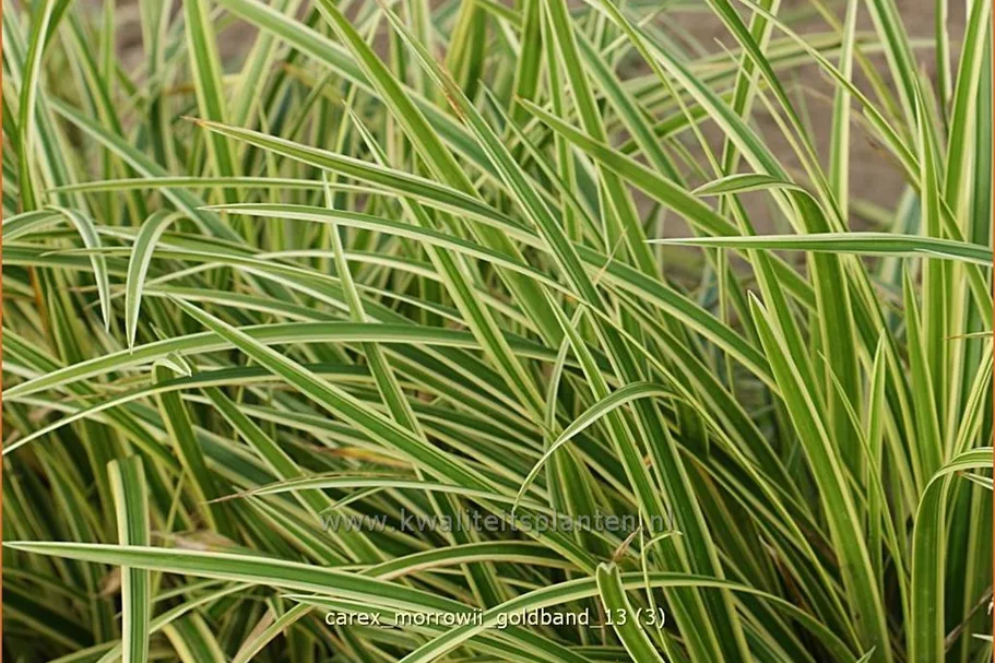 Carex morrowii 'Goldband'