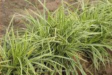 Carex morrowii 'Goldband'