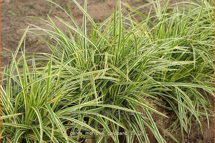 Carex morrowii 'Goldband'