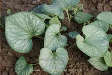 Brunnera macrophylla 'Emerald Mist'