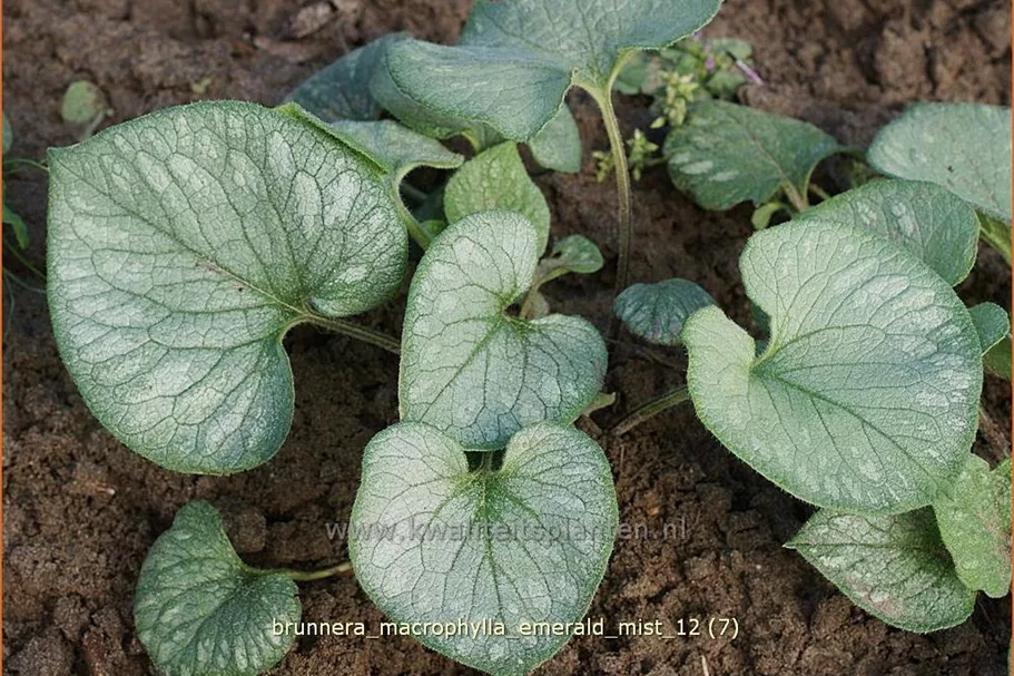 Brunnera macrophylla 'Emerald Mist'