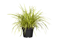 Carex morrowii 'Goldband'