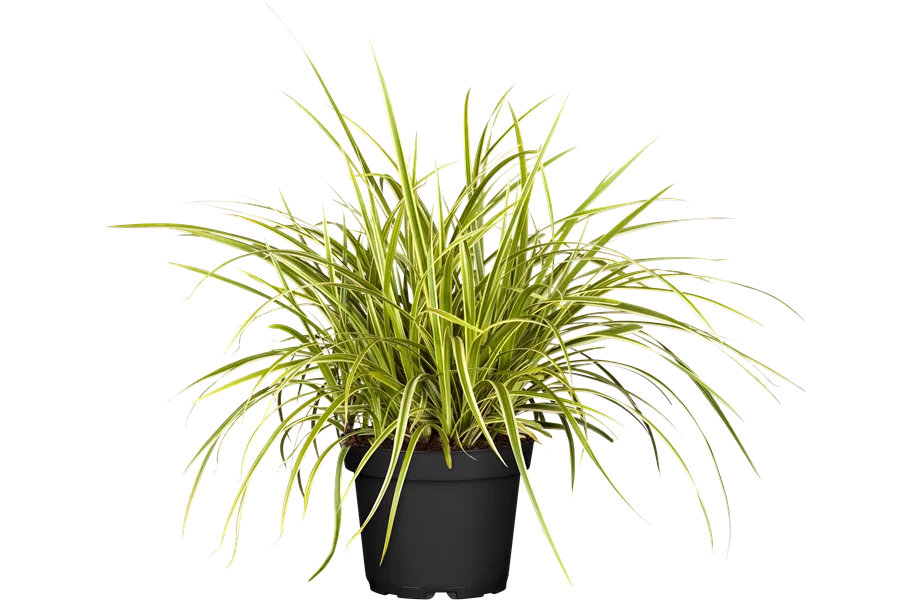 Carex morrowii 'Goldband'