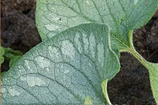 Brunnera macrophylla 'Emerald Mist'