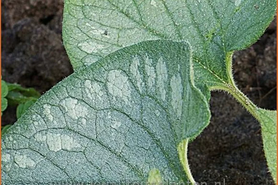 Brunnera macrophylla 'Emerald Mist'