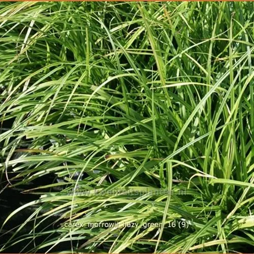 Carex morrowii 'Hazy Green'