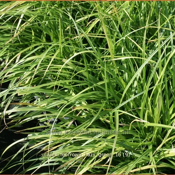Carex morrowii 'Hazy Green'