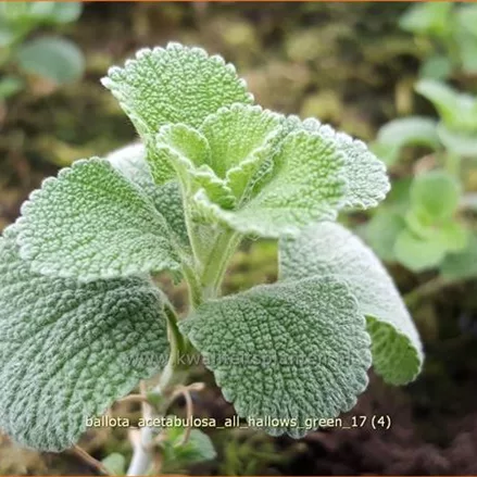Ballota acetabulosa 'All Hallows Green'