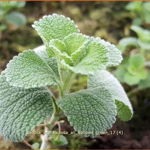 Ballota acetabulosa 'All Hallows Green'