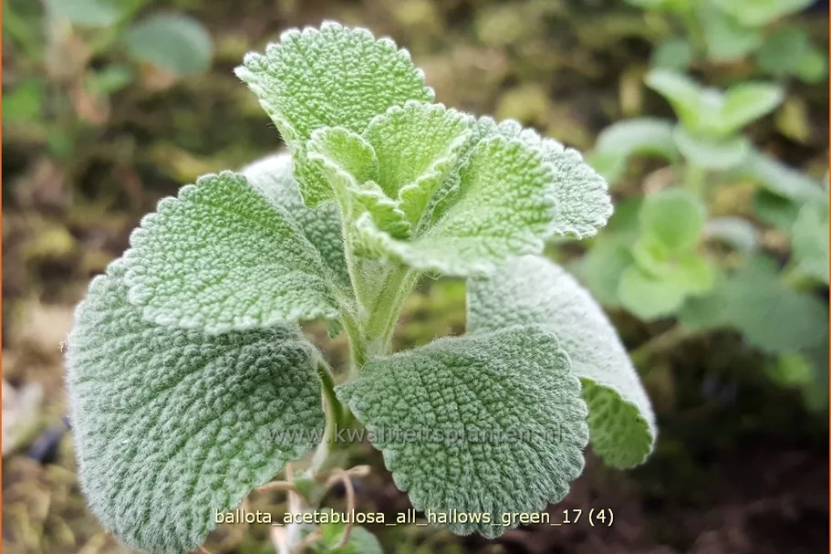 Ballota acetabulosa 'All Hallows Green'