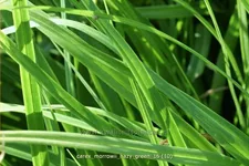 Carex morrowii 'Hazy Green'