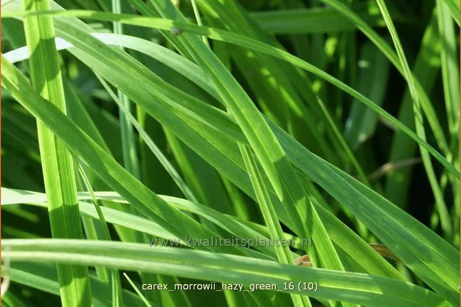 Carex morrowii 'Hazy Green'