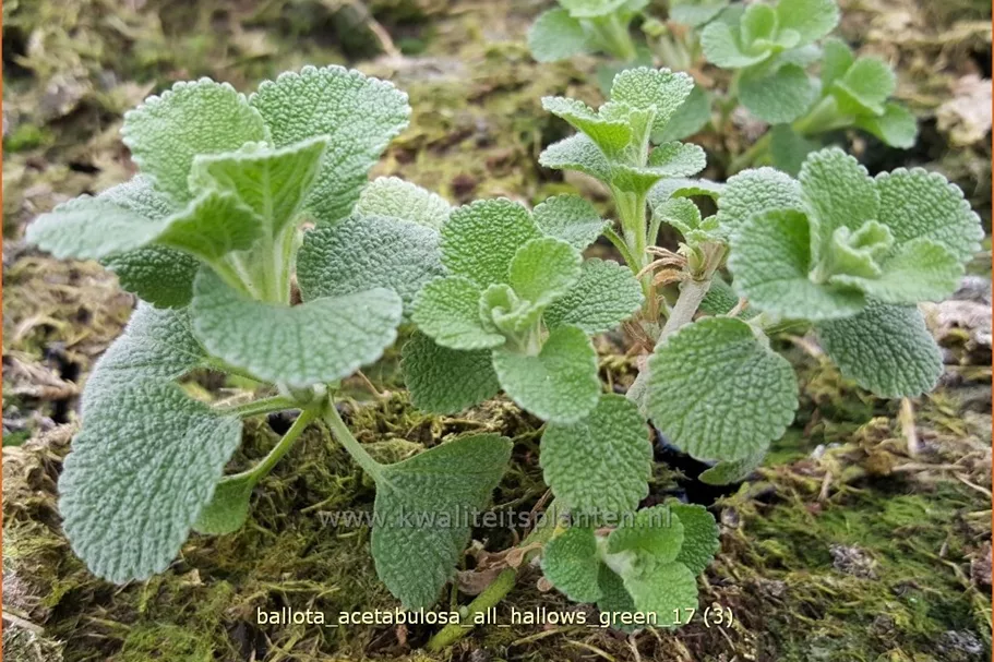 Ballota acetabulosa 'All Hallows Green'