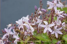 Campanula poscharskyana 'Lisduggan Variety'