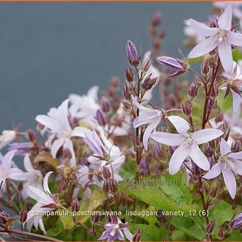 Campanula poscharskyana 'Lisduggan Variety'