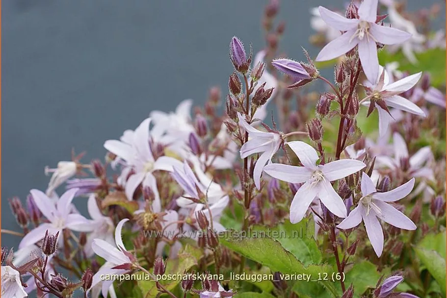 Campanula poscharskyana 'Lisduggan Variety'