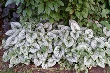 Brunnera macrophylla 'Jack Frost'(s)