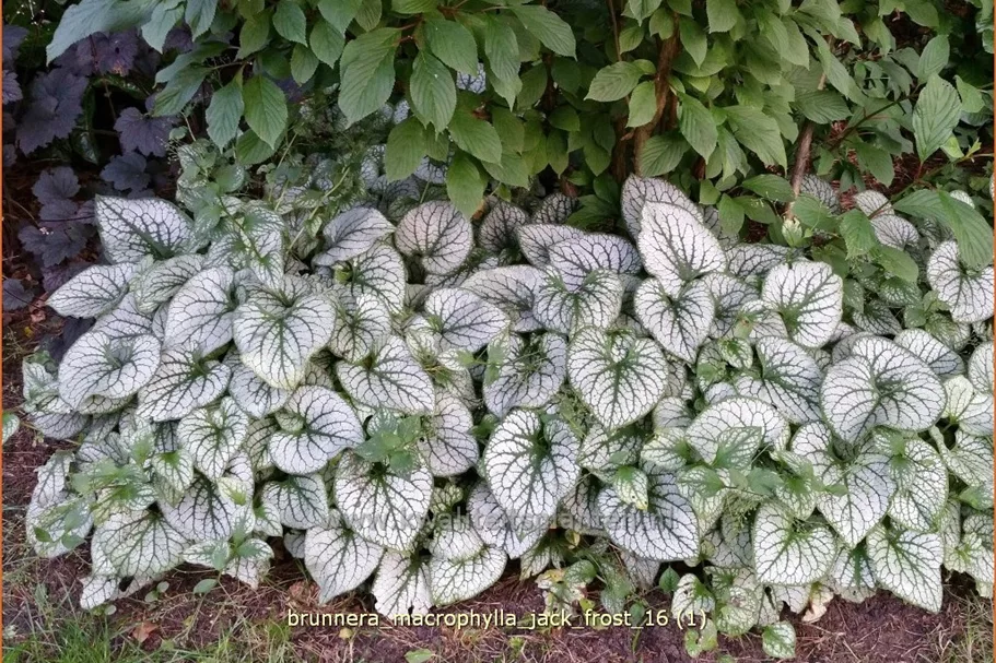 Brunnera macrophylla 'Jack Frost'(s)