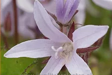 Campanula poscharskyana 'Lisduggan Variety'