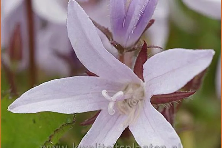 Campanula poscharskyana 'Lisduggan Variety'