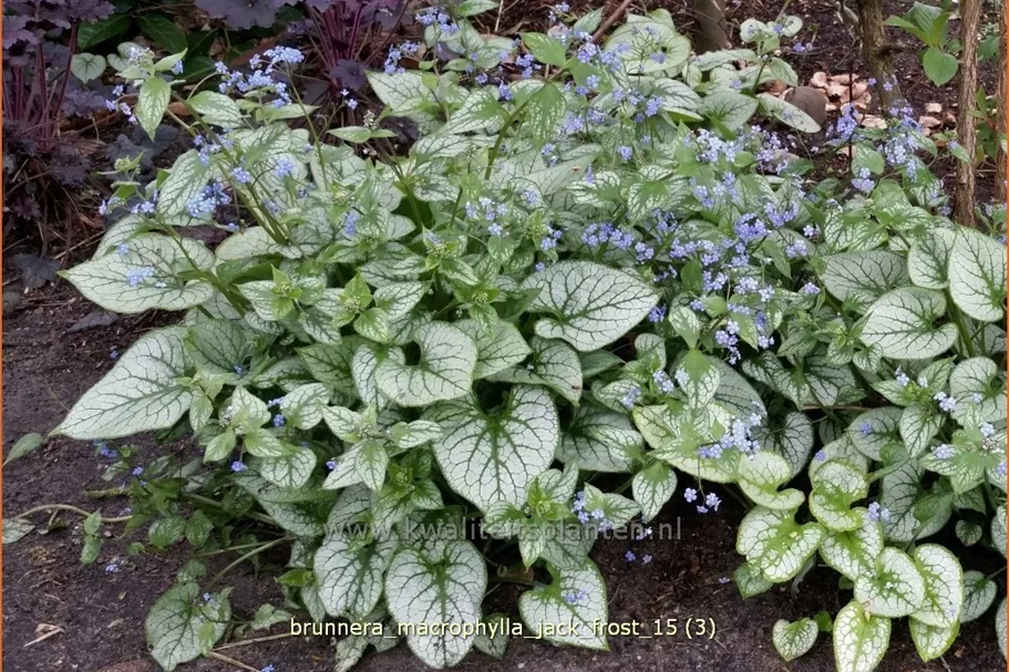Brunnera macrophylla 'Jack Frost'(s)