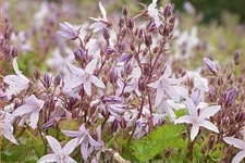 Campanula poscharskyana 'Lisduggan Variety'