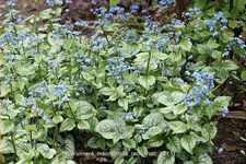 Brunnera macrophylla 'Jack Frost'(s)