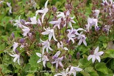 Campanula poscharskyana 'Lisduggan Variety'