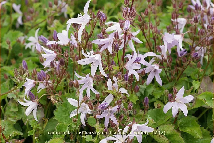Campanula poscharskyana 'Lisduggan Variety'