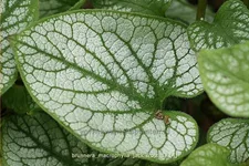 Brunnera macrophylla 'Jack Frost'(s)