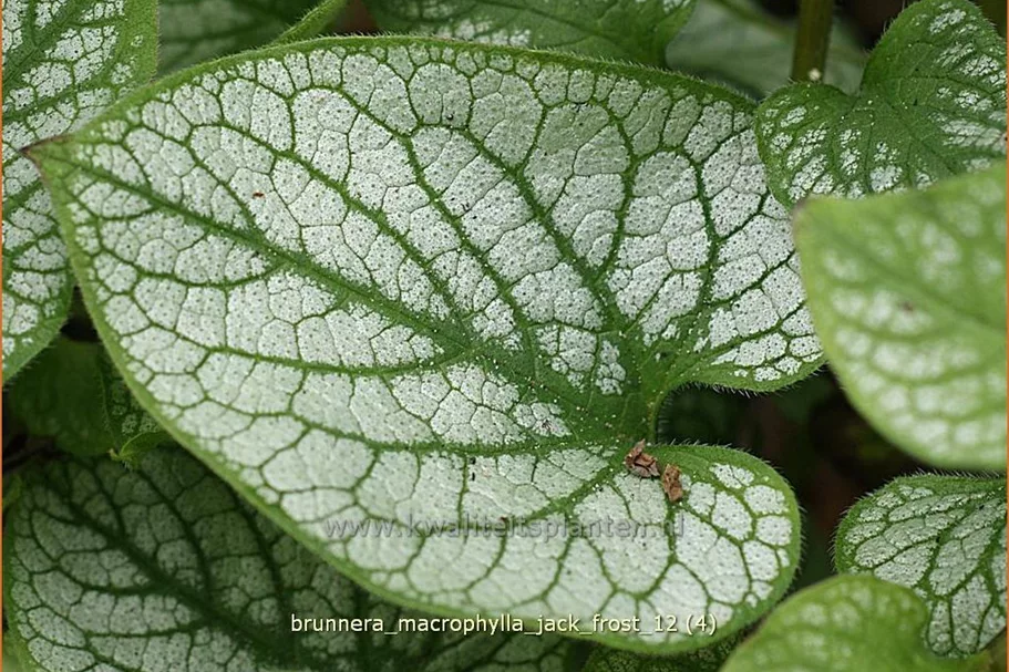 Brunnera macrophylla 'Jack Frost'(s)