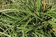 Carex morrowii ssp. foliosissima 'Icedance'