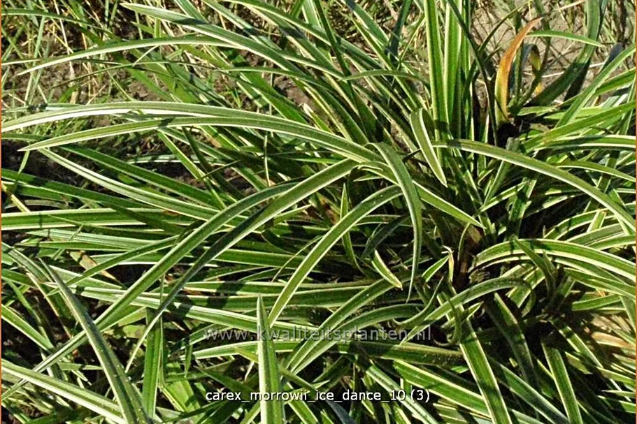 Carex morrowii ssp. foliosissima 'Icedance'