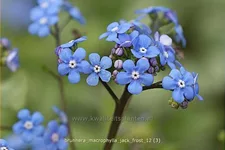 Brunnera macrophylla 'Jack Frost'(s)