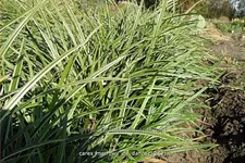 Carex morrowii ssp. foliosissima 'Icedance'