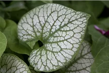 Brunnera macrophylla 'Jack Frost'(s)