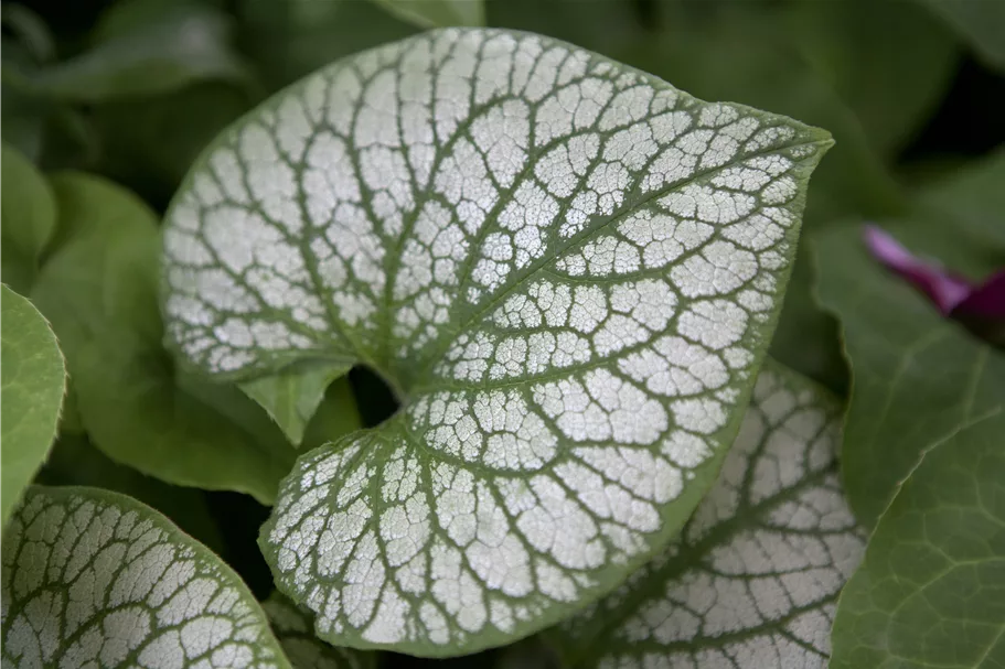 Brunnera macrophylla 'Jack Frost'(s)