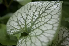 Brunnera macrophylla 'Jack Frost'(s)