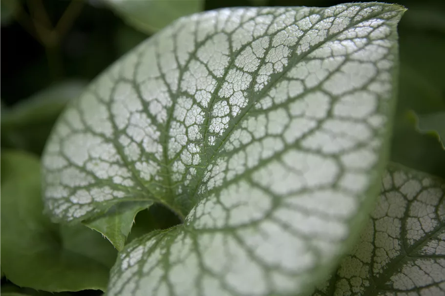 Brunnera macrophylla 'Jack Frost'(s)