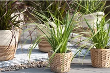 Carex morrowii ssp. foliosissima 'Icedance'