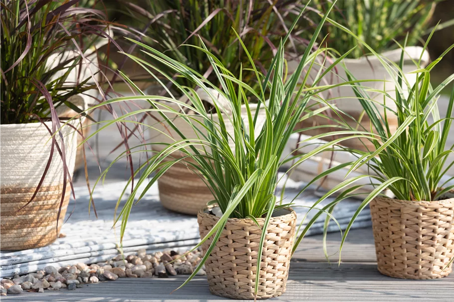 Carex morrowii ssp. foliosissima 'Icedance'